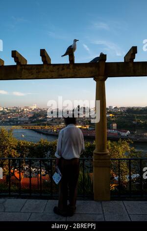 Europa, Portogallo, Porto. Un uomo si affaccia su una recinzione nel parco pubblico di Porto al tramonto con il fiume Douro sullo sfondo. Un gabbiano è appollaiato su una b Foto Stock