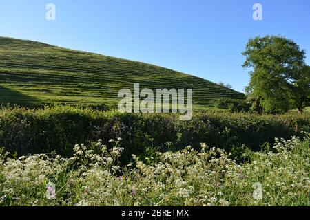 Paesaggio estivo britannico con luce del mattino presto, prezzemolo di mucca bianca e fiori di campion rosa in primo piano, vicino a Poyntington, Dorset, Inghilterra Foto Stock