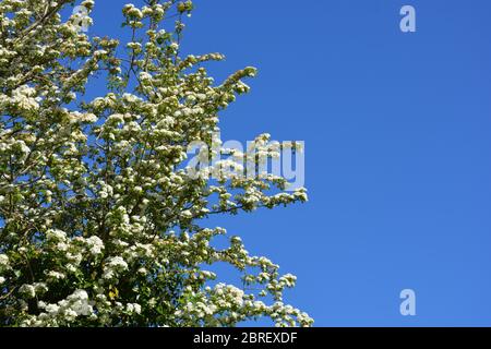 Fiore di biancospino, conosciuto anche come Crataegus monogyna, contro il cielo blu Foto Stock