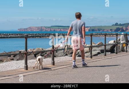 Sidmouth, East Devon, Regno Unito. 21 Maggio 2020. Tempo in Gran Bretagna: Un cane cammina lungo la spianata godendo il tempo gloriosamente caldo e soleggiato alla pittoresca cittadina di sidmouth, in regency. Il sole caldo e bruciante è previsto per continuare nel fine settimana di festa della banca. Credit: Notizie dal vivo di DWR/Alamy Foto Stock