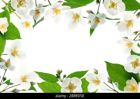 Primo piano del design della cornice in jasmine con sfondo bianco e spazio vuoto per il testo. Design floreale per cosmetici. Disposizione piatta, vista dall'alto. Lo sfondo di San Valentino. Foto Stock