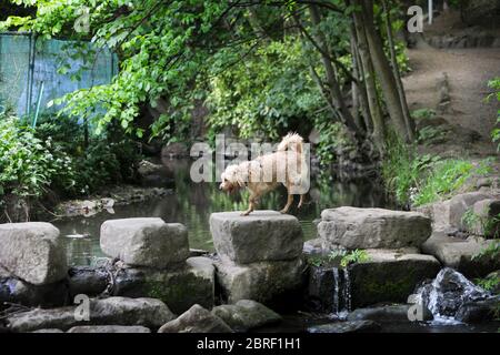 Endcliffe Park, Sheffield, durante la fase di 'Stay Alert' del Coronvirus Pandemic nel Regno Unito. Questa fase è stata il 11 maggio 2020, quando le persone che permettono di esercitare all'interno di spazi aperti quante volte e per tutto il tempo che vogliono. Potrebbero anche fare un picnic nel parco e incontrare un'altra persona al di fuori del loro gruppo di famiglia. La guida di distanza sociale di 2 metri esiste ancora. Foto Stock