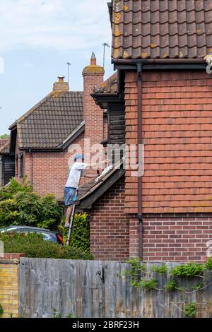 UN PROPRIETARIO DI ABITAZIONE SU UNA SCALA CHE APPLICA LA MACCHIA DI LEGNO ALLA PARTE ANTERIORE DELLA SUA CASA. REGNO UNITO, INGHILTERRA, PRIMAVERA Foto Stock