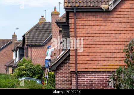 UN PROPRIETARIO DI ABITAZIONE SU UNA SCALA CHE APPLICA LA MACCHIA DI LEGNO ALLA PARTE ANTERIORE DELLA SUA CASA. REGNO UNITO, INGHILTERRA, PRIMAVERA Foto Stock