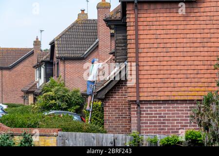 UN PROPRIETARIO DI ABITAZIONE SU UNA SCALA CHE APPLICA LA MACCHIA DI LEGNO ALLA PARTE ANTERIORE DELLA SUA CASA. REGNO UNITO, INGHILTERRA, PRIMAVERA Foto Stock