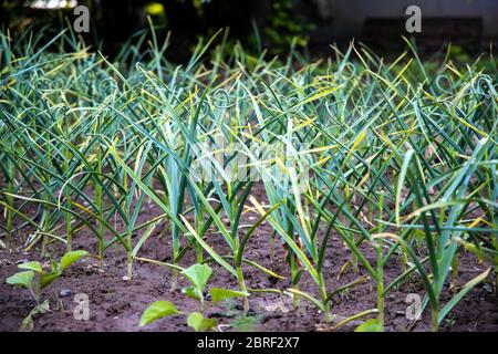 Germogli verdi di aglio giovane. Piante crescenti in primo piano di fattoria. Foto Stock