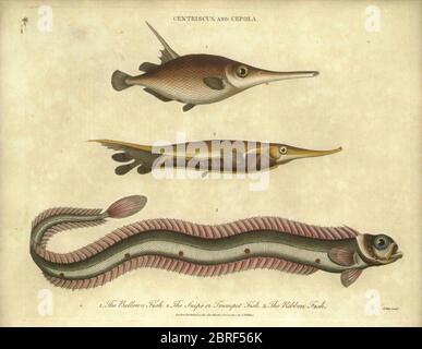 Illustrazione del secolo XIX del Centrisco e del pesce di Cepolola. Incisione a mano su copperplate dall'Enciclopedia Londinensis OR, dizionario universale di arti, scienze e letteratura; Volume IV; a cura di Wilkes, John. Pubblicato a Londra nel 1810 Foto Stock