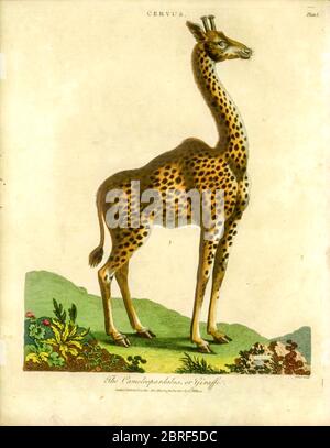 XIX secolo di un Cervus camelopardalis [qui come Cameleopardalus] o giraffe incisione a mano su copperplate dall'Enciclopedia Londinensis o, dizionario universale di arti, scienze e letteratura; Volume IV; a cura di Wilkes, John. Pubblicato a Londra nel 1810 Foto Stock