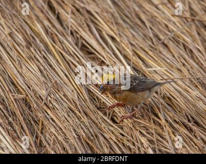 Un uccello di Weaver che raccoglie il materiale di nidificazione dal mucchio di cannucce Foto Stock