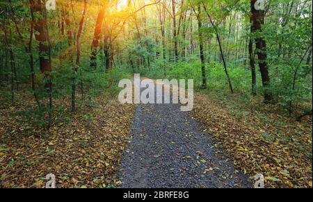 Percorso nel parco autunno in luce tramonto tra alberi verdi Foto Stock