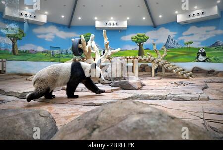 Anshan, la provincia cinese di Liaoning. 21 Maggio 2020. Il panda gigante 'Qingcheng' è visto nella gigantesca casa di panda di uno zoo ad Anshan, nella provincia di Liaoning della Cina nordorientale, il 21 maggio 2020. I panda giganti 'A'ling' e 'Qingcheng', rispettivamente del Centro di conservazione e Ricerca della base di Yaa'an della Cina Gigante Panda Bifengxia e della base di Qingchengshan a Dujiangyan, nella provincia sudoccidentale del Sichuan, sono stati ricollocati in uno zoo ad Anshan giovedì. Essi faranno la loro apparizione pubblica dopo una fase adattiva. Credit: Yao Jianfeng/Xinhua/Alamy Live News Foto Stock