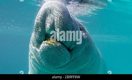 Primo piano di un simpatico bambino indiano occidentale Manatee (trichechus manatus) che respira aria in superficie. Come tutti i mammiferi marini, i lamantini devono essere superficiali per allevare Foto Stock