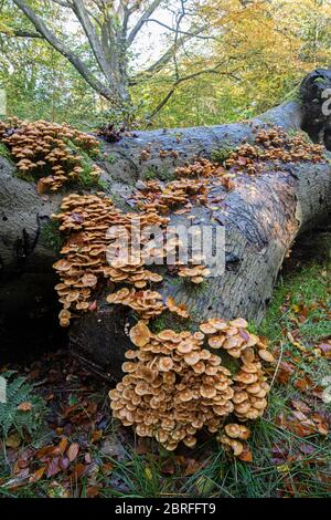 Funghi di Woodtuft con guaina: Mutabilis di Kuehneromyces. Su albero di faggio caduto. Surrey, Regno Unito. Foto Stock