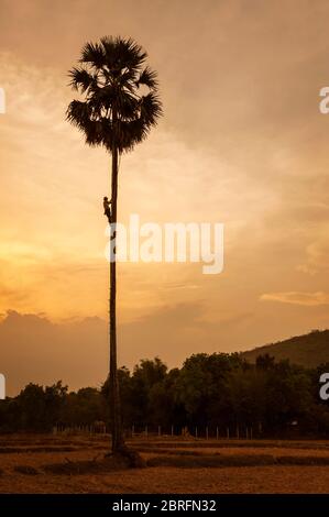 Un uomo sale su una palma per raccogliere la frutta nel sole che tramonta. Provincia di Kampong Chhnang, Cambogia, Sud-est asiatico Foto Stock