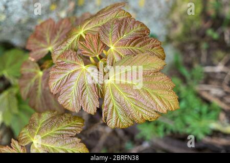 Newly Emerged Sycamore Leaves (Acer pseudoplatanus), UK Foto Stock