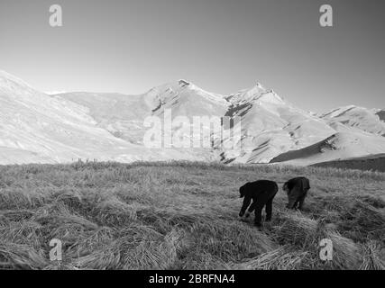 Marito e moglie squadra di raccogliere campo di grano con picchi di Himalaya come sfondo sotto Bright, Chichum, India. Foto Stock