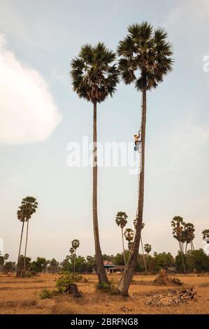 Un uomo sale su una palma per raccogliere la frutta nel sole che tramonta. Provincia di Kampong Chhnang, Cambogia, Sud-est asiatico Foto Stock