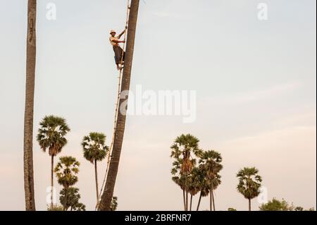 Un uomo sale su una palma per raccogliere la frutta nel sole che tramonta. Provincia di Kampong Chhnang, Cambogia, Sud-est asiatico Foto Stock