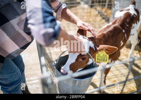 Lavoratrice che lavora in azienda agricola di diario, industria agricola. Foto Stock