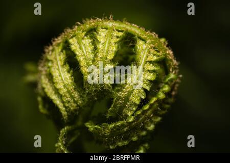 Vista ravvicinata di un fronte di felce (Polypodiopsida o Polypodiophyta) che cresce in un giardino in primavera a Surrey, Inghilterra sud-orientale Foto Stock