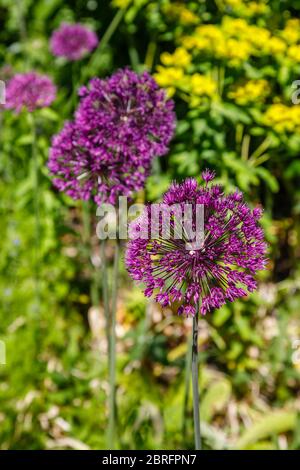 Teste globulari e rotonde di viola Allium Hollandicum fiorente in un giardino in primavera a Surrey, Inghilterra sud-orientale Foto Stock