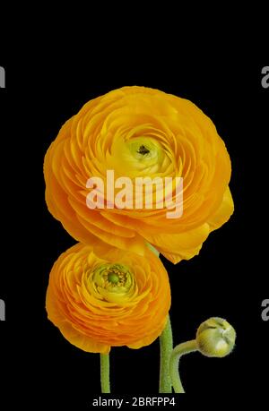 fiori di ranunculus e bouquet di boccioli macro isolati arancio giallo verde fiori su sfondo nero Foto Stock