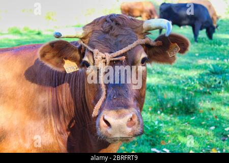 Specie di mucca galiziana chiamata Rubia Galega Foto Stock