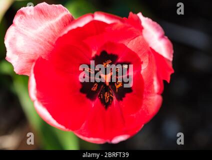 Una macro shot guardare all'interno di un rosso tulipano. Foto Stock