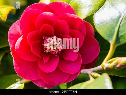 Una ripresa macro di un rosso camellia bloom. Foto Stock