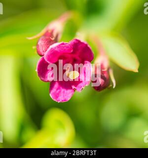 Un macro shot di una fioritura di beesianum jasminum. Foto Stock