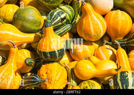 Molte zucche in arancione, verde e bianco Foto Stock