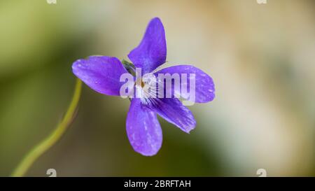 Un macro shot di un cane viola fiore viola. Foto Stock