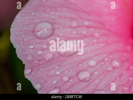 Un macro shot di alcune gocce di pioggia poggianti su una fioritura rosa di cespuglio di camelia. Foto Stock