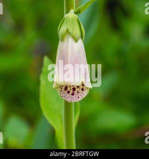 Un macro shot di un singolo fiore di foxglove. Foto Stock