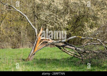 Tronco di albero scheggiato che cadde durante una tempesta Foto Stock