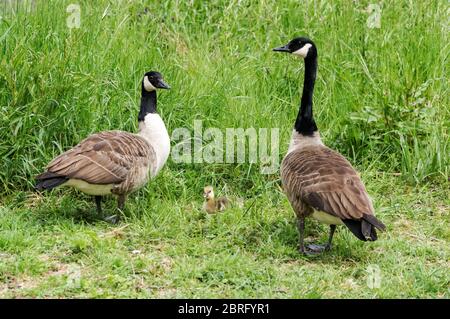 Oche canadesi con gosling seduta in erba Foto Stock