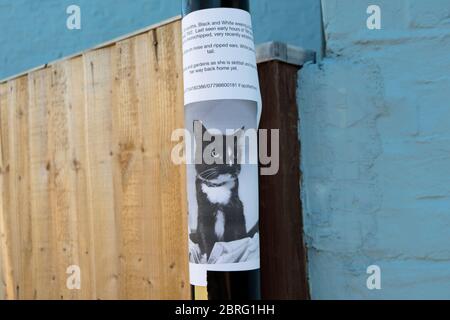 Gatto smarrito poster a Twickenham, middlesex, Inghilterra Foto Stock