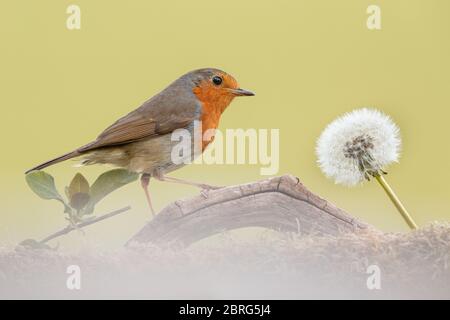 Robin su un ramo Foto Stock