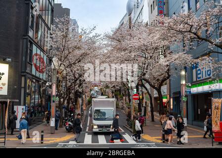 Le auto che attraversano la splendida strada Sakuragaokacho si allineano con alberi di fiori di ciliegio a Shibuya, Giappone. Foto Stock