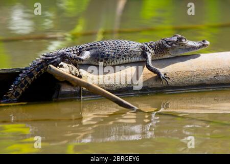 Coccodrillo di acqua salata o di estuarina (Crocodylus porosus), giovane che si crogiola su un tronco, fiume Nilwala, Matara, Sri Lanka. Foto Stock