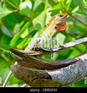 Lizard comune della Foresta Verde, (Calotes calotes), maschio, vicino Matara, Sri Lanka. Foto Stock