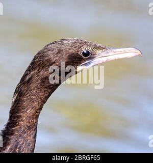 Piccolo cormorano, (Microcarbo niger), colpo di testa, fiume Nilwala, vicino Matara, Sri Lanka. Foto Stock