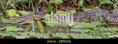 Coccodrillo di acqua salata o di estuarina (Crocodylus porosus), crogiolo adulto, fiume Nilwala, Matara, Sri Lanka. Foto Stock