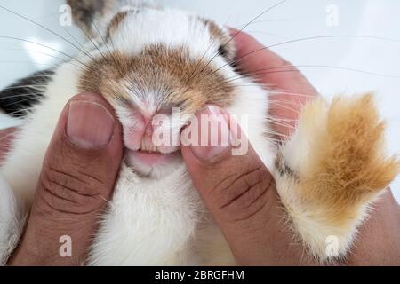 Veterinario stanno portando un coniglio sul suo grembo e cercando di aprire il topo di coniglio e controllare i denti Foto Stock