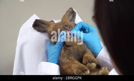 Veterinario stanno portando un coniglio sul suo grembo e cercando di aprire il topo di coniglio e controllare i denti Foto Stock