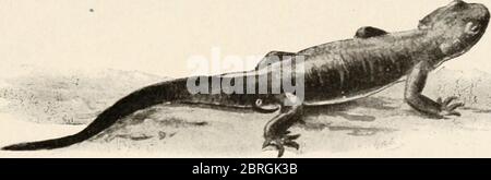 "Gli animani e l'uomo; un libro di testo elementare di zoologia e fisiologia umana" (1911) Foto Stock