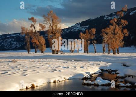 WY04564-00...WYOMING - alberi di Cottonwood illuminati dal sole che tramonta e riflessi in un piccolo torrente che scorre attraverso la Valle Lamar a Yellowstone National Foto Stock