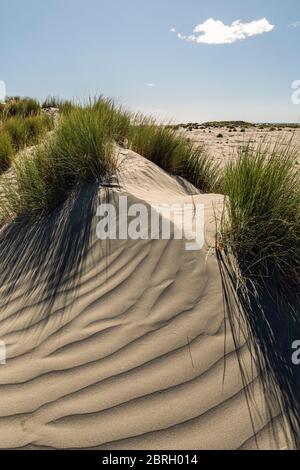 Dune di sabbia a Kuku Beach, Kapiti Coast, Manawatu-Whanganui, North Island, nuova Zelanda Foto Stock