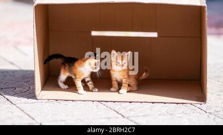 Due simpatici gattini stanno giocando in una scatola di cartone sulla strada. Foto Stock