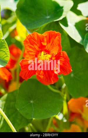 Close-up del fiore rosso di un nasturtium Foto Stock